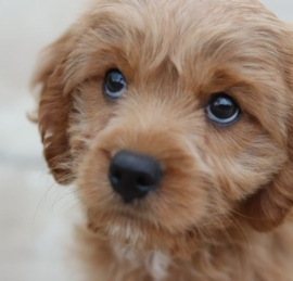 Cockapoo Puppies For Sale - Windy City Pups